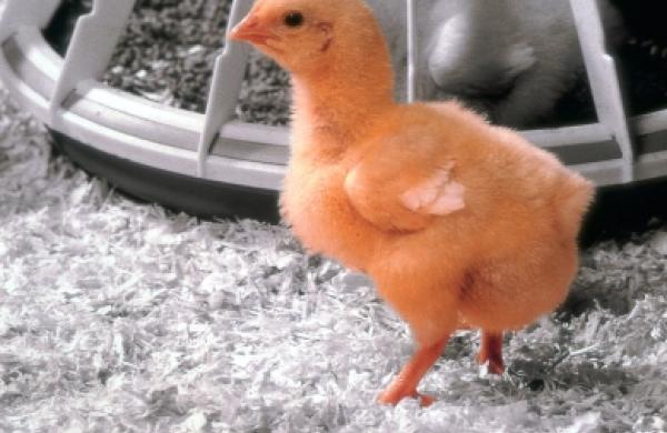 Küken